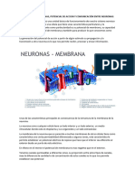 2 - Potencial de Membranas, Potencial de Accion y Comunicación Entre Neuronas