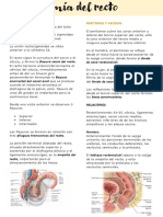 Anatomia Recto