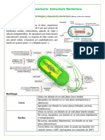 Primer Seminario Microbiologiã A. EM. Modificado