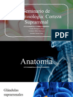 Corteza Suprarrenal