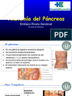 Anatomía Del Páncreas Emiliano