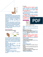 Copia de 1-Anato en ORL - Docx-14-17