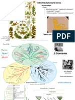 Apunte teórico plantas Embryophyta_Briofitas