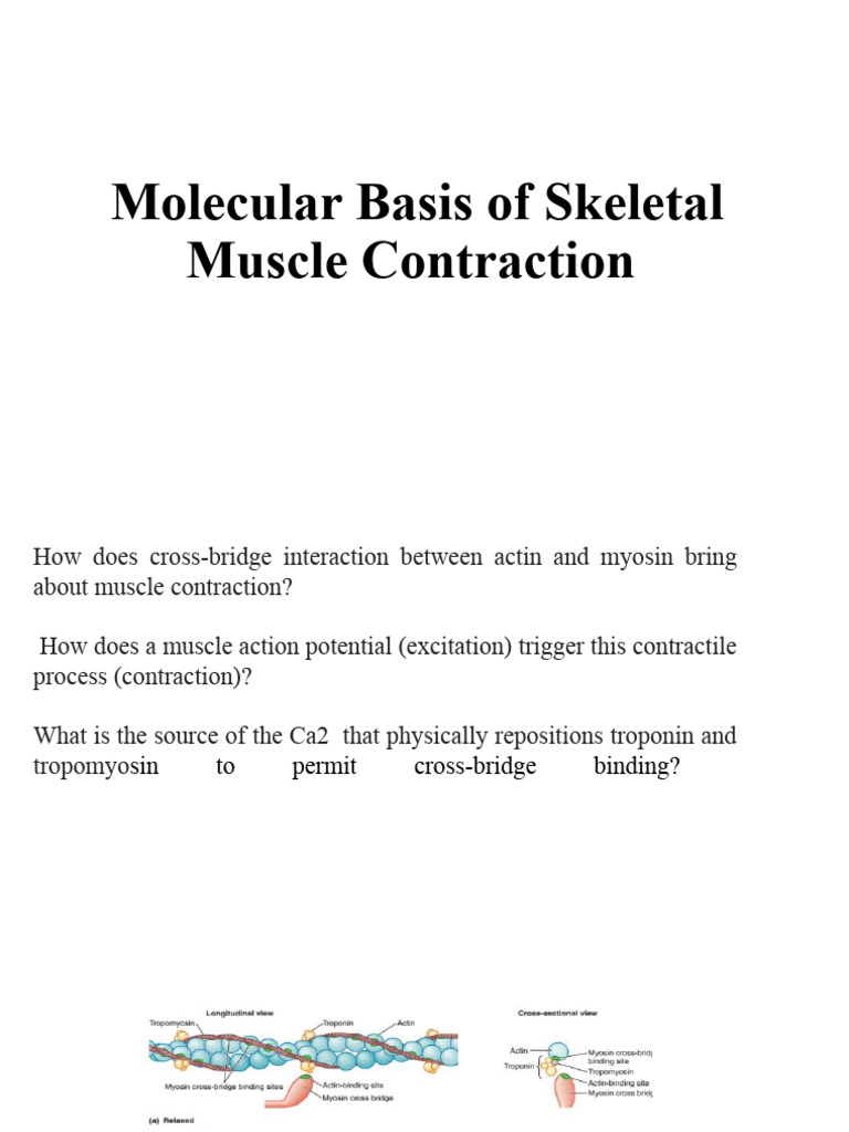 Muscle Contraction Mechanism Explained | PDF | Art | Science & Mathematics