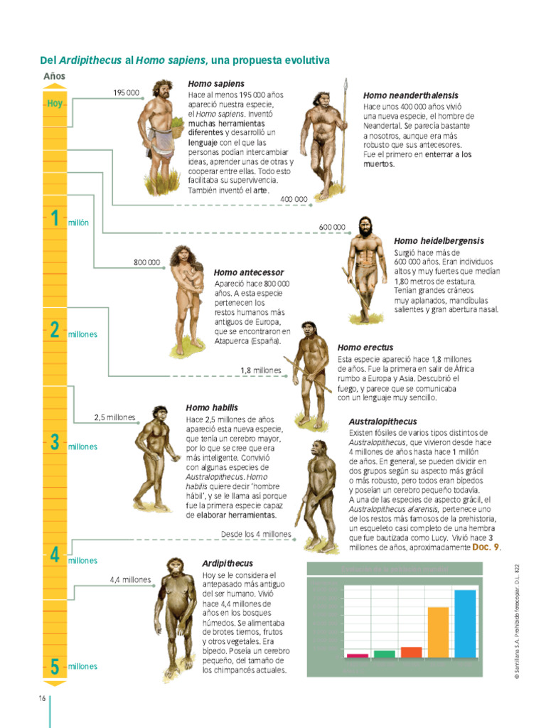 Línea del tiempo de la evolución humana | PDF | Homo | Paleolítico