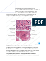 Glándula Tiroidea Histologia