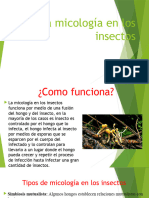 La Micología en Los Insectos
