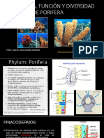 Clase # 2 Estructura, Función y Diversidad de Porifera