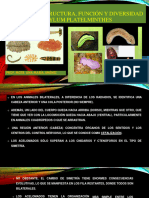 Clase # 4 Estructura, Función y Diversidad Phylum Platelminthes