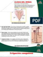 Histologia 11