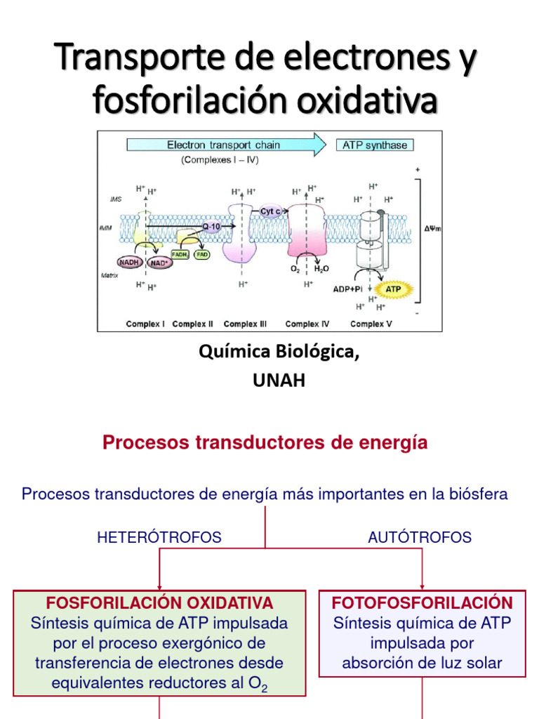 Transporte Electrónico y Fosforilación Oxidativa | PDF | Trifosfato de  adenosina | Fosforilación, image size:768x1024