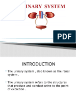 Urinary System 1