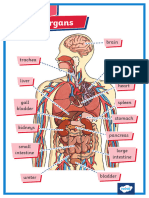 Human Body Organs Display Posters - Ver - 4