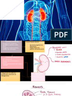 Enfermedad renal crónica