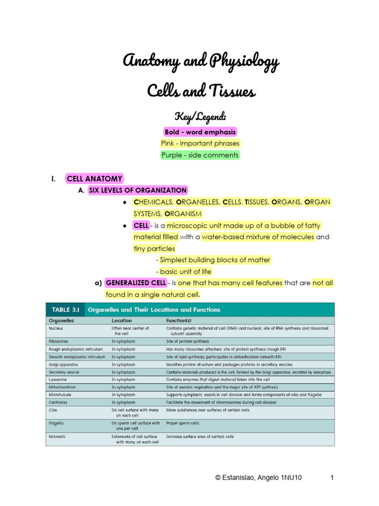 Cell Anatomy and Functions Explained | PDF | Epithelium | Connective Tissue