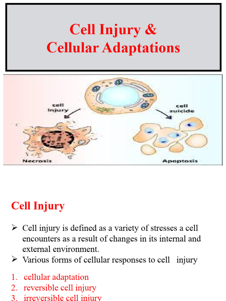 Cell Injury | PDF | Apoptosis | Necrosis
