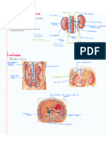 Anatomía Macroscópica Del Riñón.