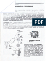 CSA-  Fecundacio¦ün y desarrollo