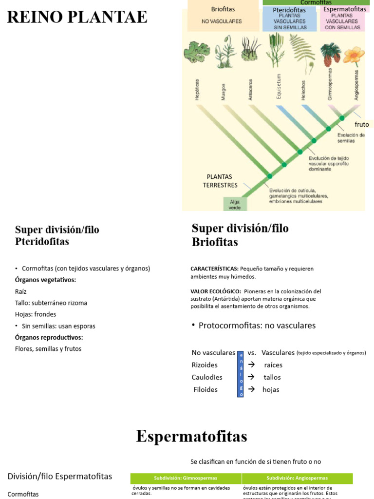 Clasificación del Reino Plantae | PDF | Plantas | Hoja, image size:768x1024