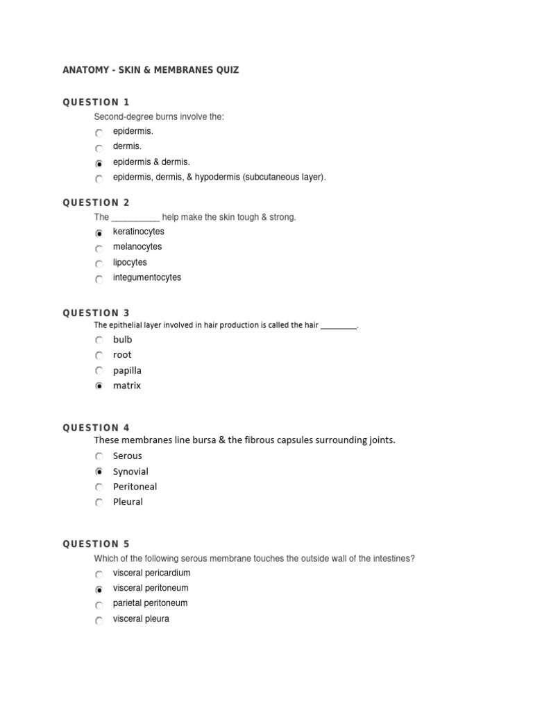 Anatomy Skin & Membranes Quiz PDF