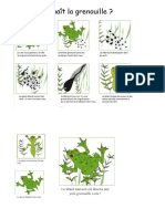 Cycle de Vie Grenouille