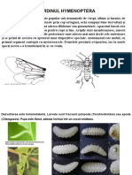 Curs -Clasificarea Insectelor III