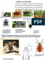 Curs -Clasificarea Insectelor II