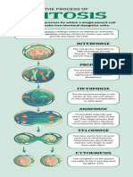 Mitosis Infographic in Green Blue Hand Drawn Style