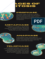 Mitosis Infographic in Green Blue Hand Drawn