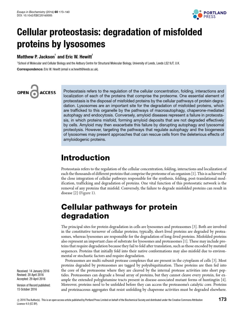 misfolded proteins | PDF | Autophagy | Lysosome