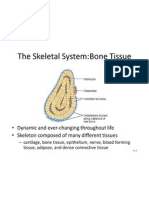 Skeletal System Part 1