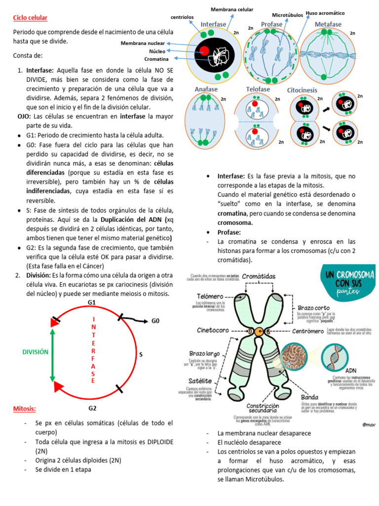 Fases y Mitosis del Ciclo Celular | PDF | Mitosis | Mitosis
