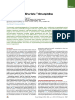 2019 Evolution of the Chordate Telencephalon