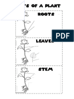 Parts of A Plant