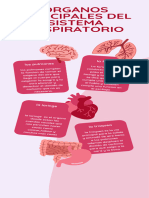 El Sistema Respiratorio (2)