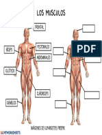 EXAMEN ANATOMIA II-3