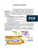 Cours Final - Glandes Surrenales - Partie 2