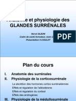 Bleu Ciel Anatomie Et Physiologie Des GLANDES SURRÉNALES