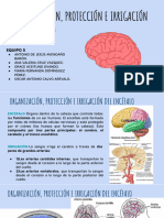 Organización, Protección e Irrigación Del Encefalo, Liquido Cefalorraquideo Equipo 5-Comprimido - Compressed