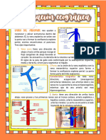 Ecografia Seg Higado