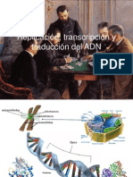 Replicacion, Transcripcion y Traduccion Del ADN (Septiembre 27 de 2011)