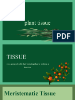 Lesson 3 Plants Tissue