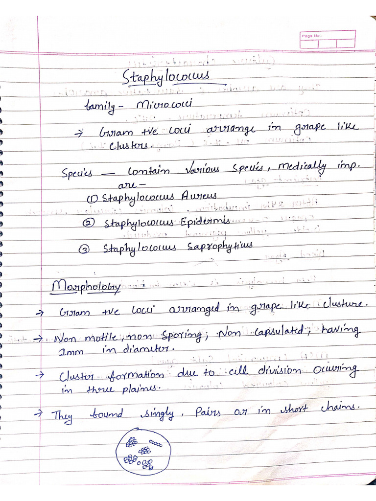 Bacteriology Notes PDF