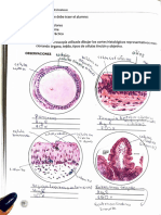 P2 Histologia