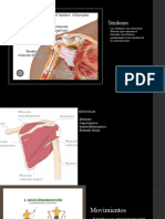 Copia de Tendones 2