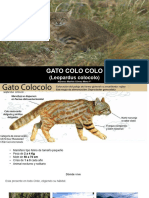 Gato Colocolo