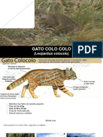 Gato Leopardus Colocolo
