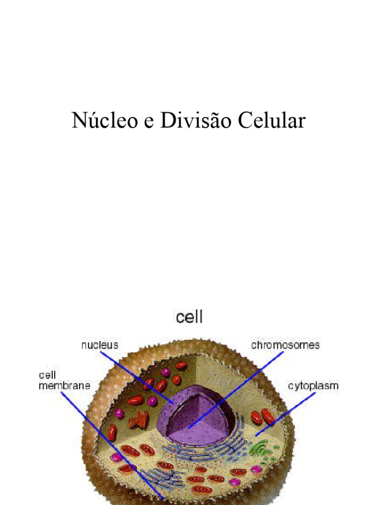 Núcleo e Divisão Celular | PDF | Mitose | Cromossomo