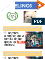 Especialidad de Felinos