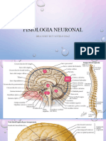 03. Fisiologia Neuronal